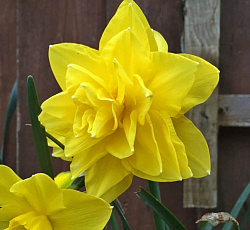 Нарцисс (махровый) - Голден Дукат