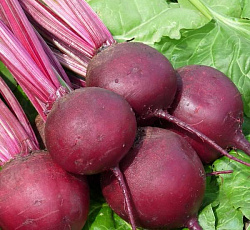 Свекла Пабло F1