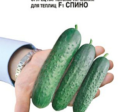 Огурец Спино F1