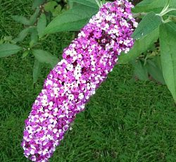 Буддлея Давида - Беррис энд Крим (Люкс)