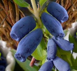 Жимолость - Индиго Джем (Люкс)