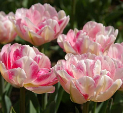 Тюльпан (Многоцветковый) - Аннелинда (Люкс)
