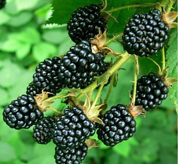 Ежевика - Арапахо