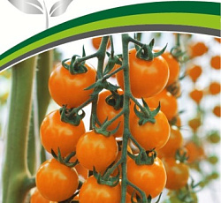 Томат Рыжий фермер F1