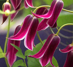 Клематис (ботанический) - Принцесса Диана