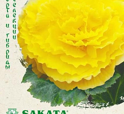 Бегония клубневая Фортуна Голден F1