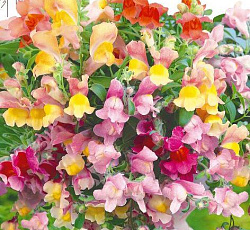 Антирринум (Львиный зев) Амулет (ампельный)