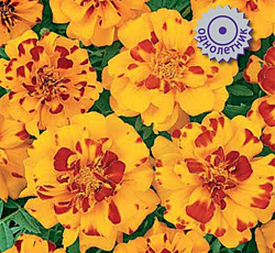 Бархатцы отклоненные Дуранго Болеро