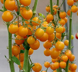 Томат Черри Краски F1