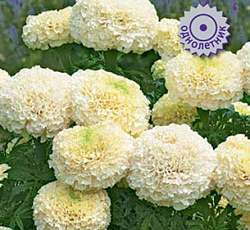 Бархатцы прямостоячие Вайтголд Макс F1