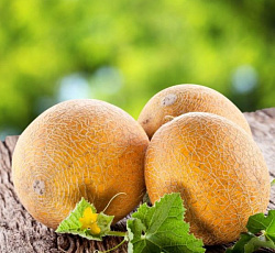 Дыня Сластена F1