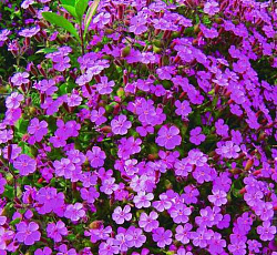 Мыльнянка (сапонария) Вдохновение