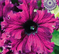 Петуния бахромчатая Эспрессо Фраппе Руби