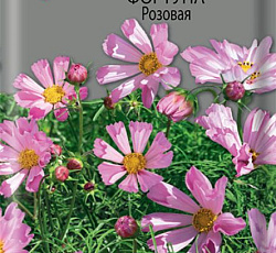 Космея Фортуна Розовая