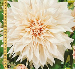 Георгина (декоративная) - Кафе о Лэ