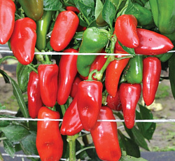 Перец сладкий Апельсин красный