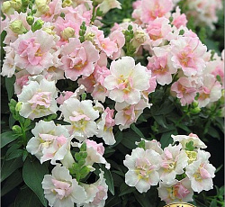 Антирринум махровый Твинни F1 Роз