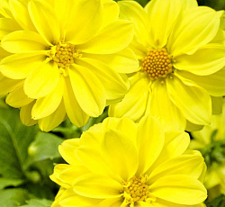 Георгина низкорослая Опера желтая