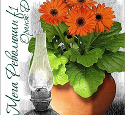 Гербера горшечная Мега Революшн F1 Оранж Дарк Ай