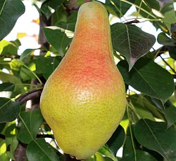 Груша - Яковлевская