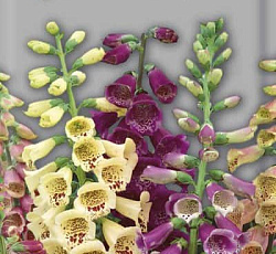 Наперстянка Смесь окрасок