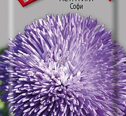 Астра Игл Софи