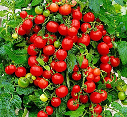 Томат Пиноккио (черри)