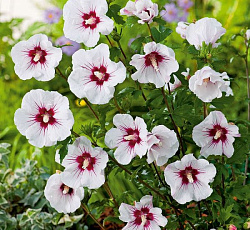 Гибискус (сирийский) - Ред Харт (Люкс)