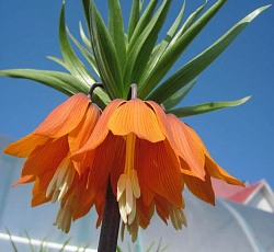 Рябчик - Императорский Аврора