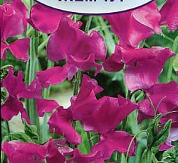 Душистый горошек Пурпурный жемчуг