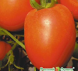 Томат Король рынка I F1