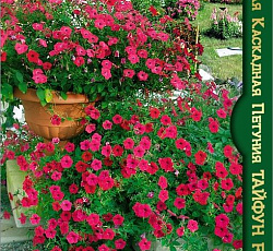 Петуния гигантская каскадная Тайфун F1 Черри