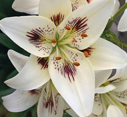 Лилия (азиатская) - Центерфолд