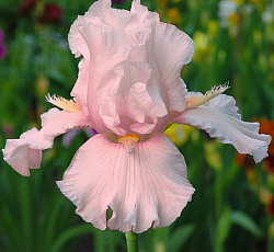 Ирис (бородатый) - Черишд