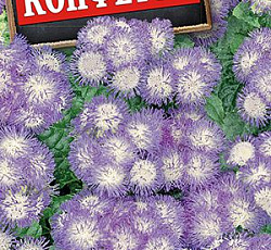 Агератум мексиканский Конфетти