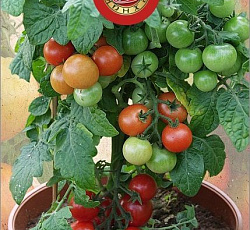 Томат декоративный Балкони ред F1