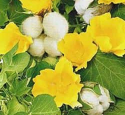 Хлопчатник Сахарная Вата