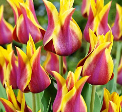 Тюльпан (Лилиецветный) - Баллада Дрим