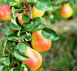 Груша - Детская