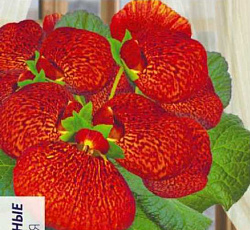 Кальцеолярия гибридная Красная F1