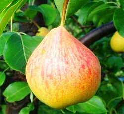 Груша - Памяти Яковлева