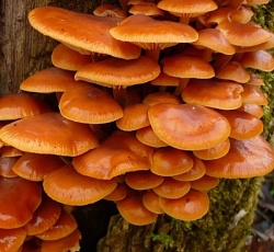 Опенок зимний