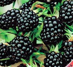 Ежевика Чародейка