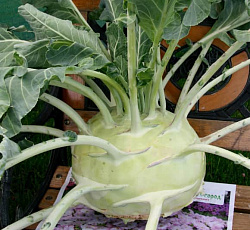 Капуста Кольраби Русский размер