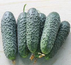 Огурец Фараон F1