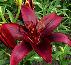 Лилия (азиатская горшечная) - Тайни Комфорт