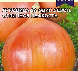 Лук репчатый Чипполино