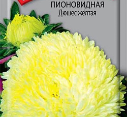 Астра Пионовидная Дюшес желтая