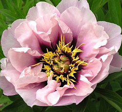 Пион (ИТО-гибрид) - Кора Луиза (Люкс)