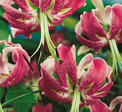 Лилия (видовая) - Блэк Бьюти